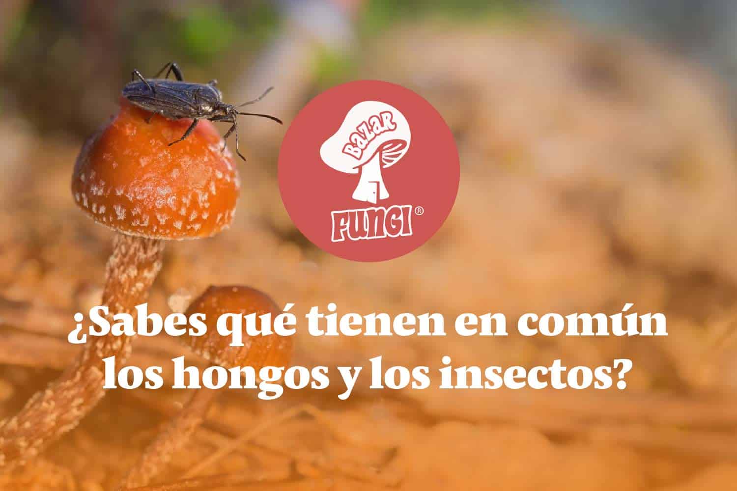 ¿Qué tienen en común los hongos y los insectos? ¡Descúbrelo!