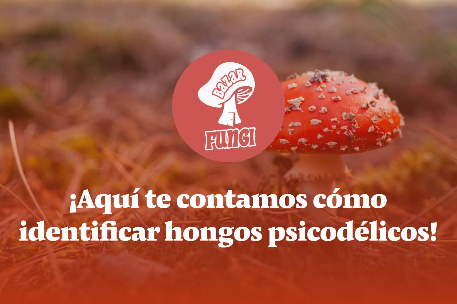 Cómo identificar hongos psicodélicos