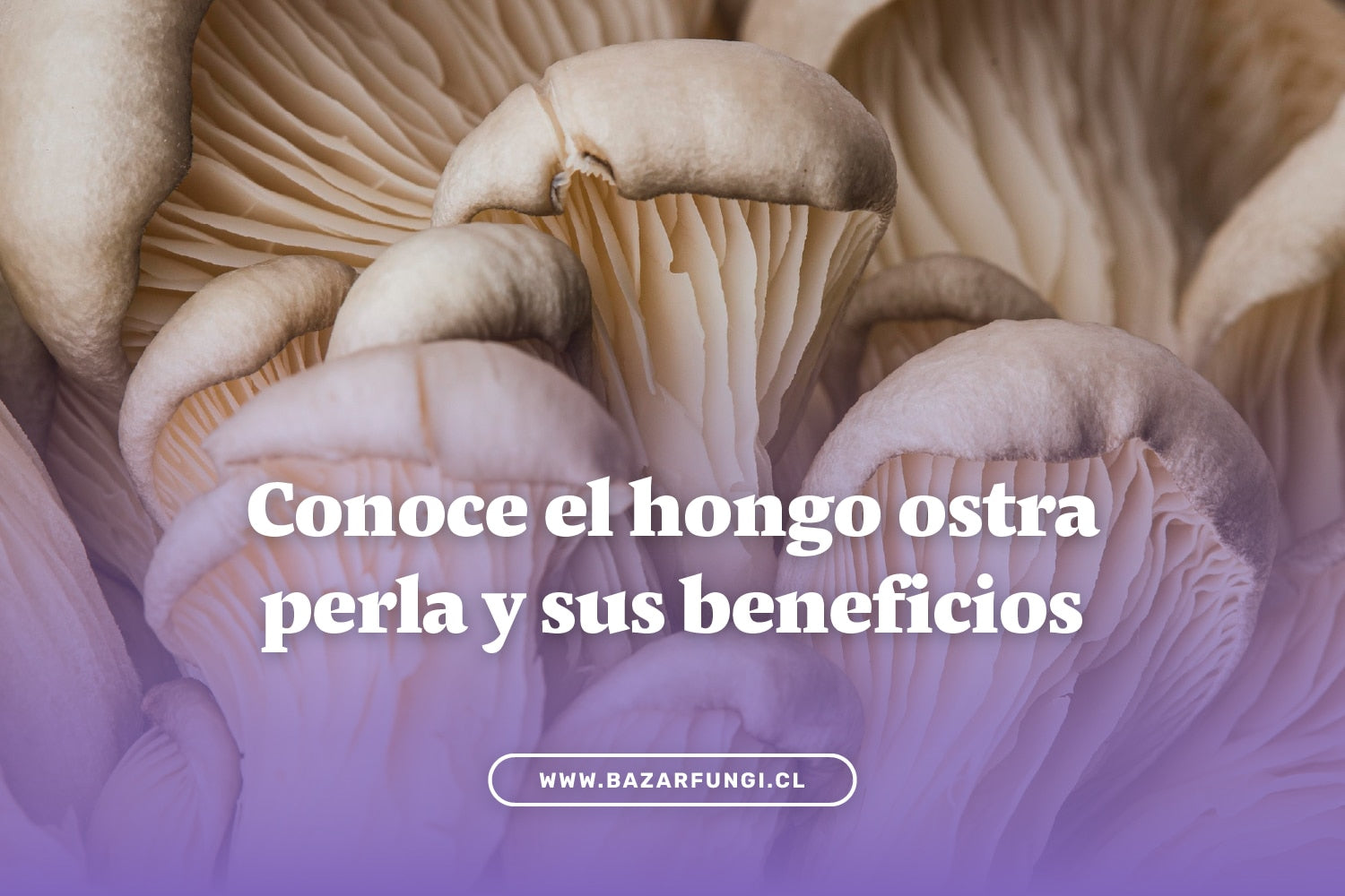Hongo ostra perla