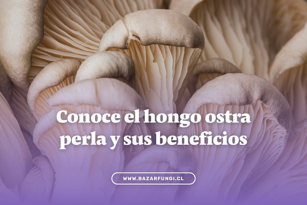 Hongo ostra perla