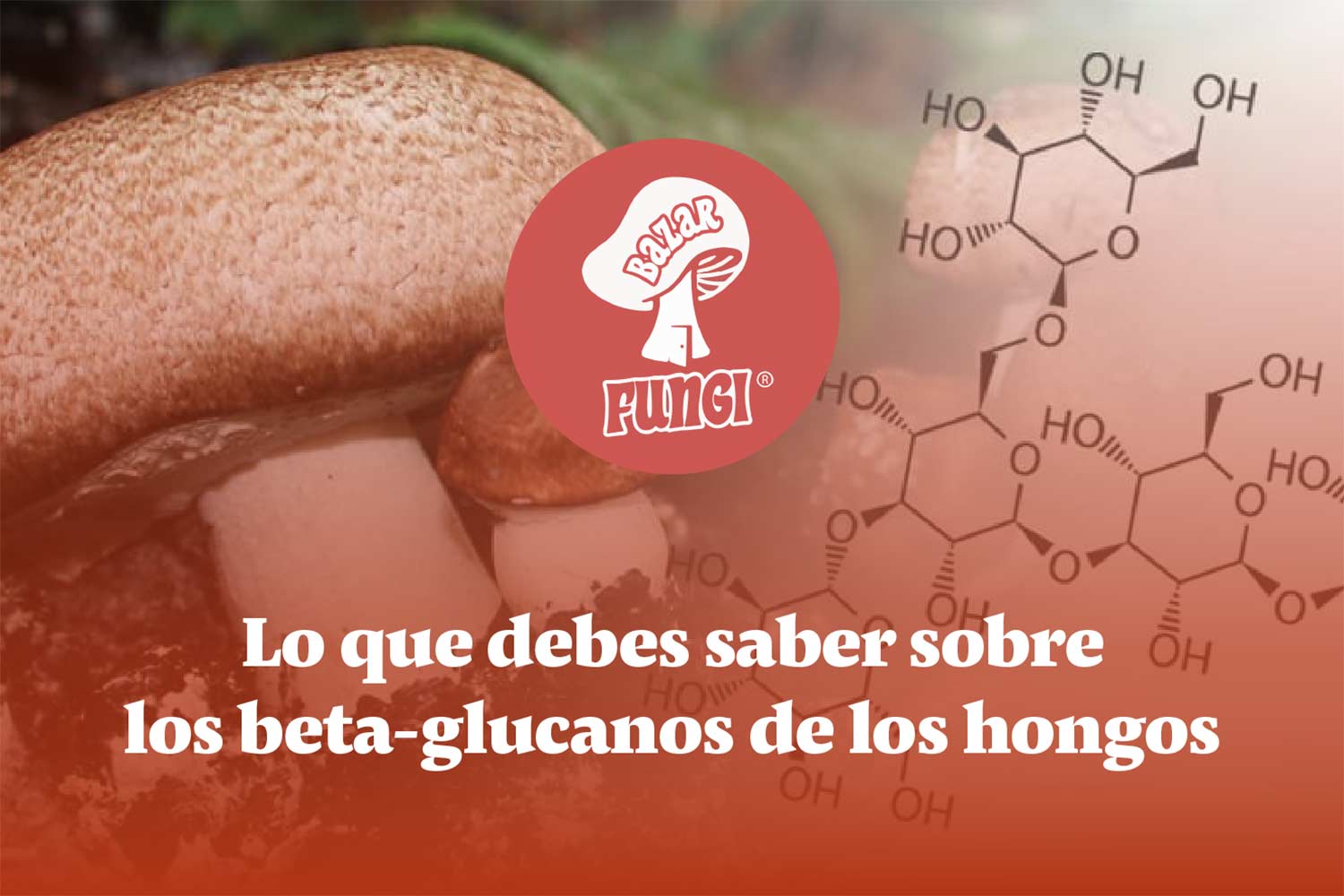 Beta-glucanos en los hongos adaptógenos