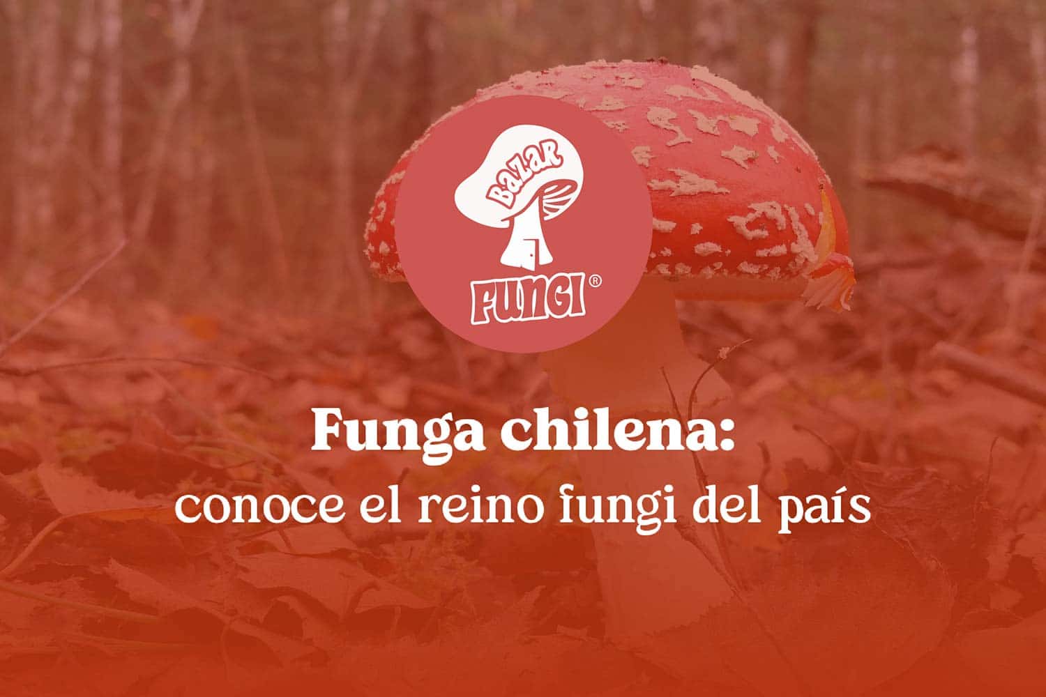 Funga chilena: conoce el reino fungi del país