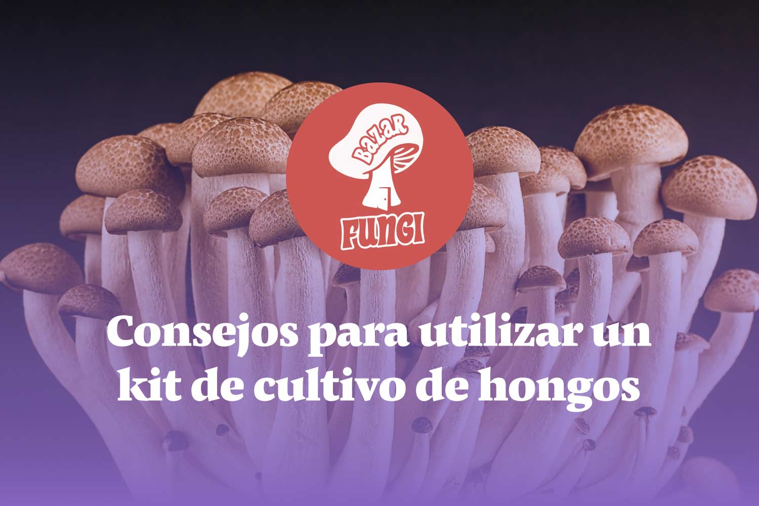 Consejos para utilizar un kit de cultivo de hongos