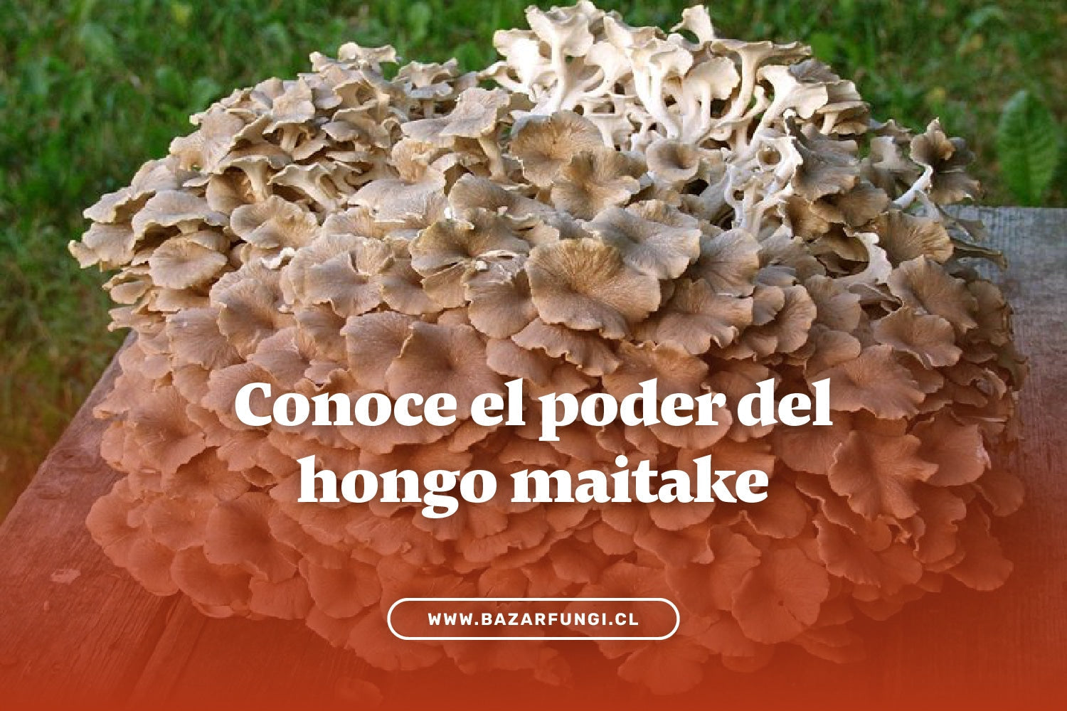 Conoce los poderes del Maitake