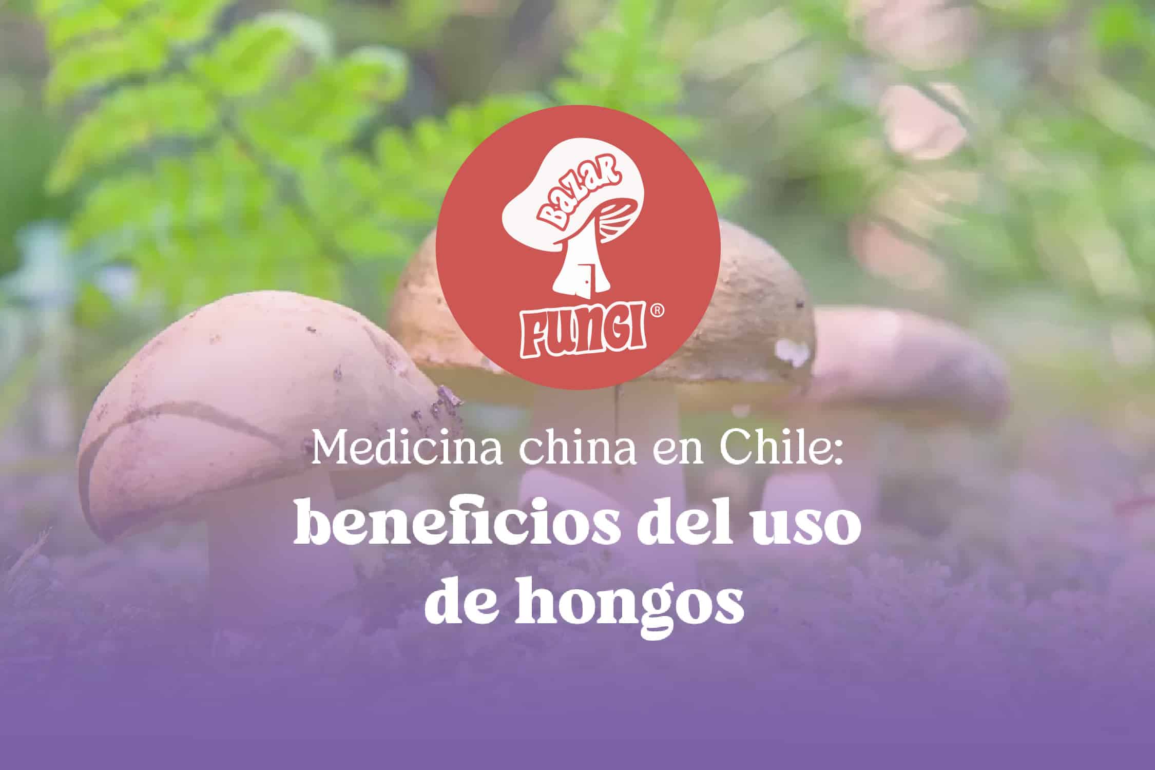 Medicina china en Chile: beneficios del uso de hongos
