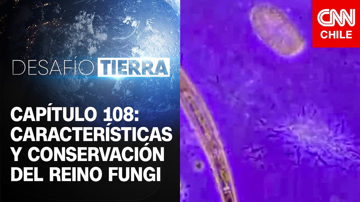 Giuliana Furci: “Sin hongos la humanidad no podría vivir”