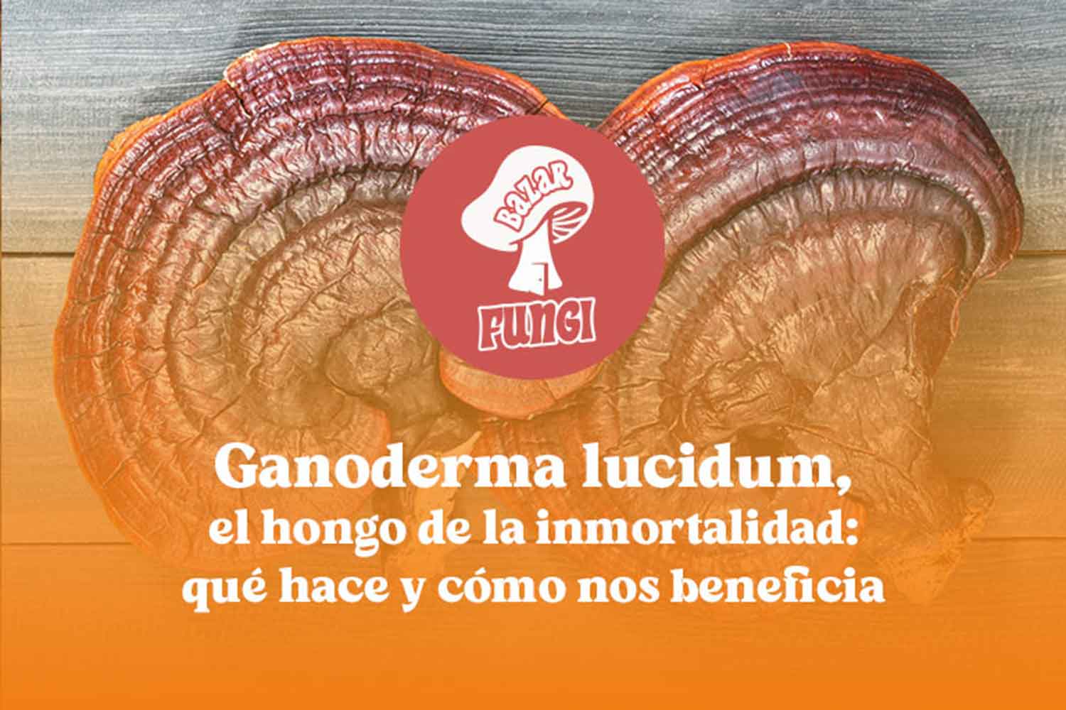 Todo sobre el hongo ganoderma lucidum