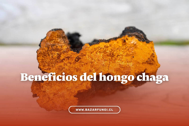 Beneficios del chaga: ¡descubre por qué deberías consumirlo!