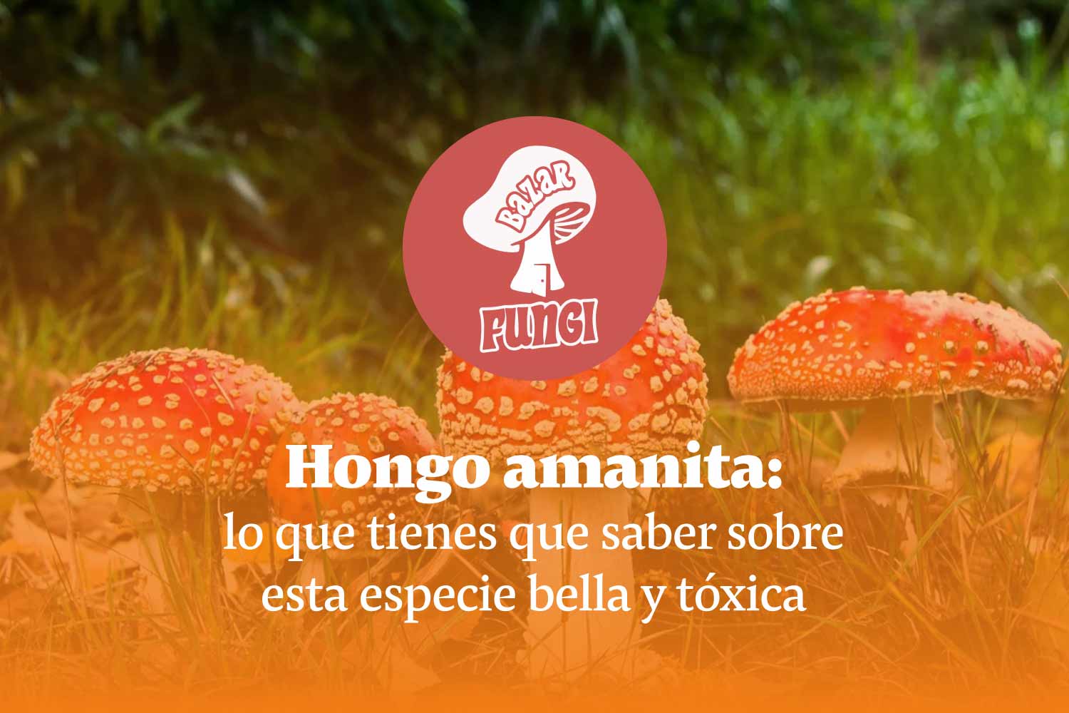 Hongo amanita: características e historia