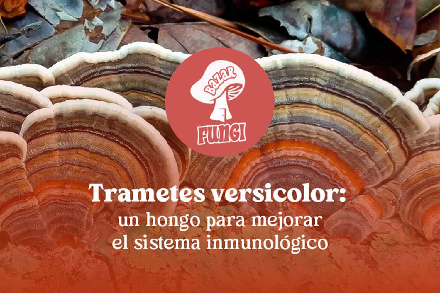 Trametes versicolor: un hongo para mejorar el sistema inmunológico de forma natural