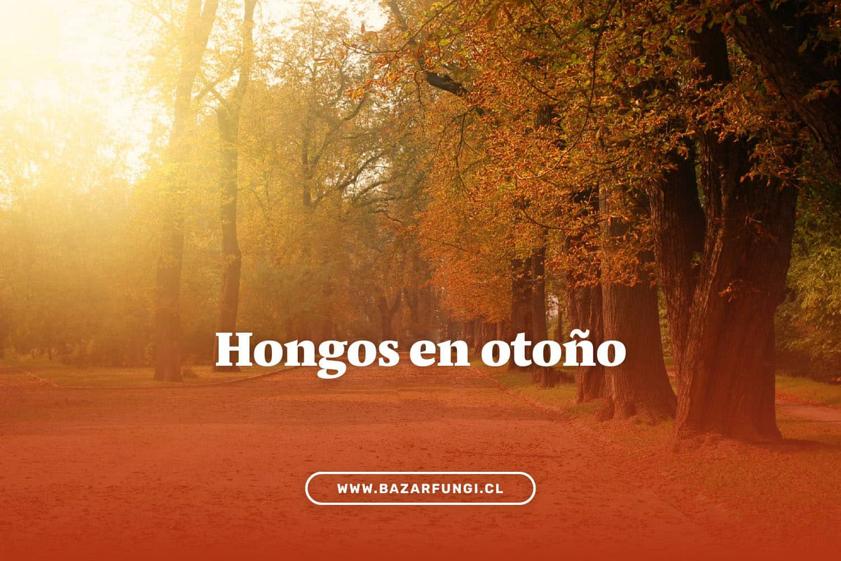 Otoño y el ciclo de vida de los hongos
