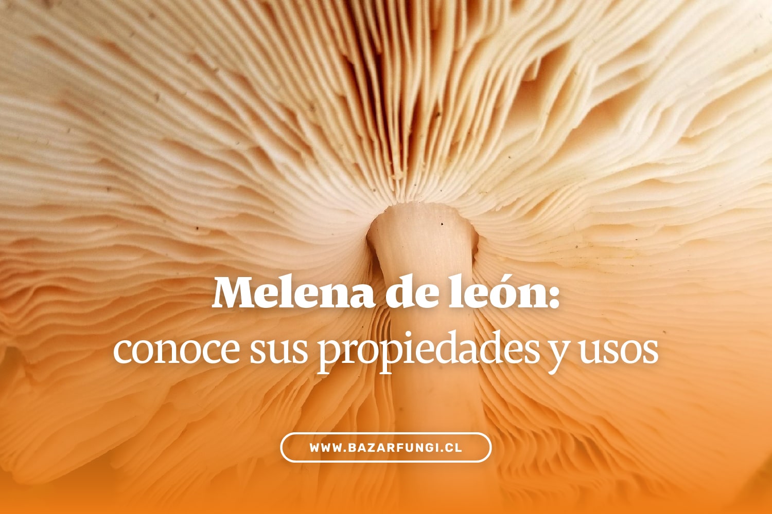 Melena de león: propiedades y usos