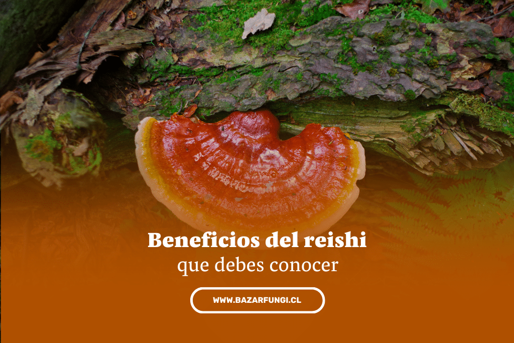 Beneficios del reishi | ganoderma lucidum