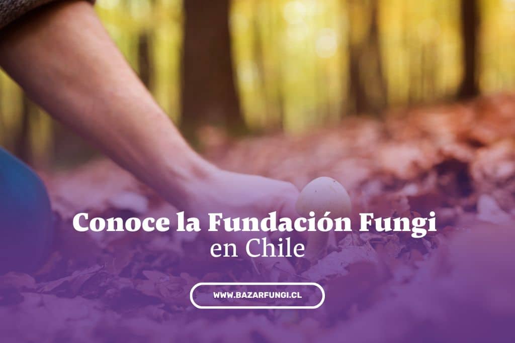 Fundación fungi: entendiendo el mundo de los hongos