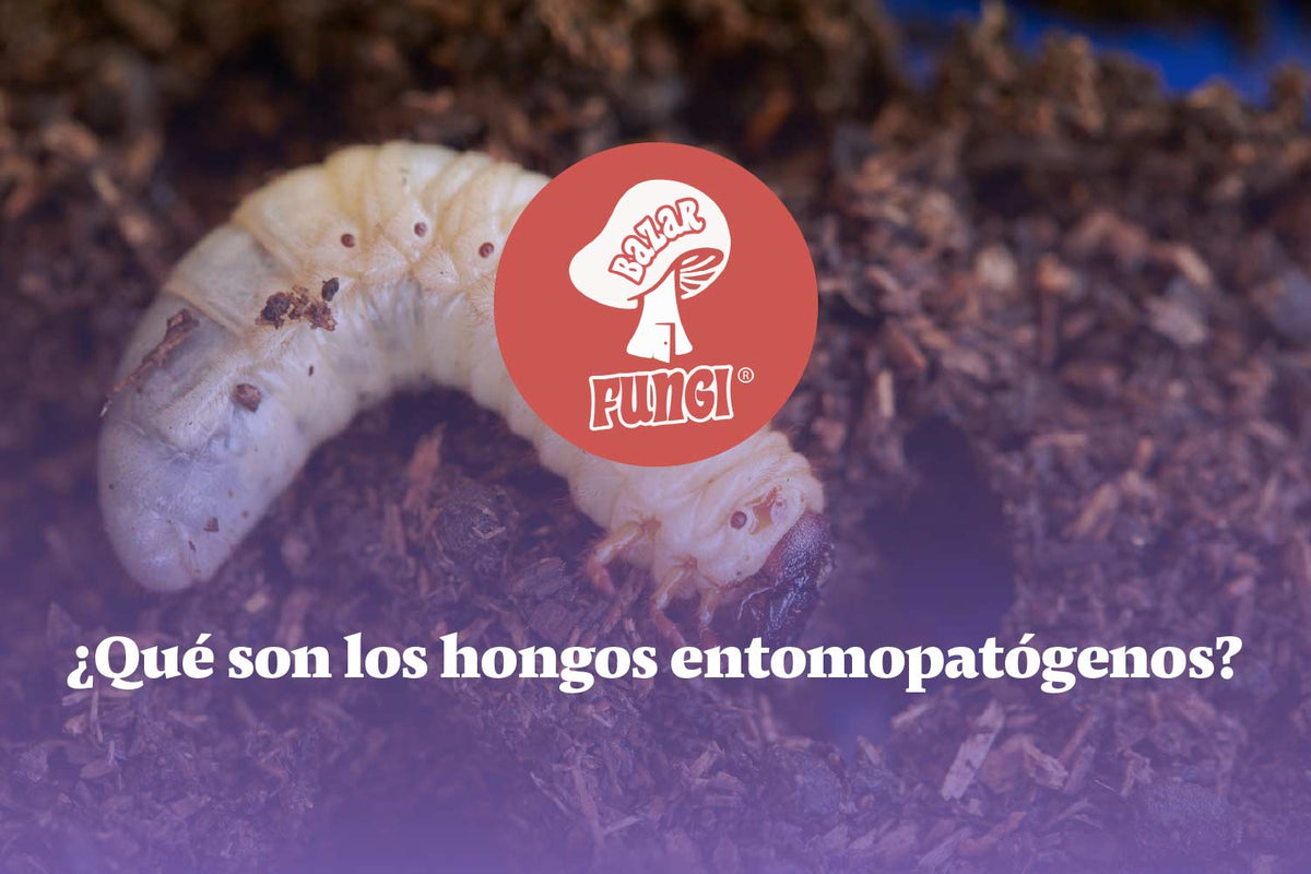 Hongos entomopatógenos: ¡conoce su importancia!