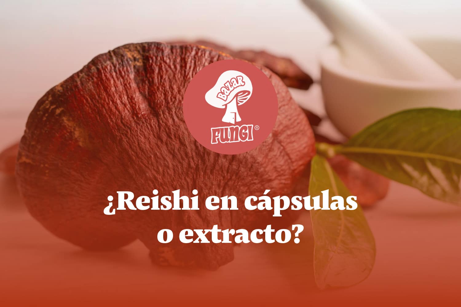 ¡Descubre la mejor forma de consumir el Reishi!