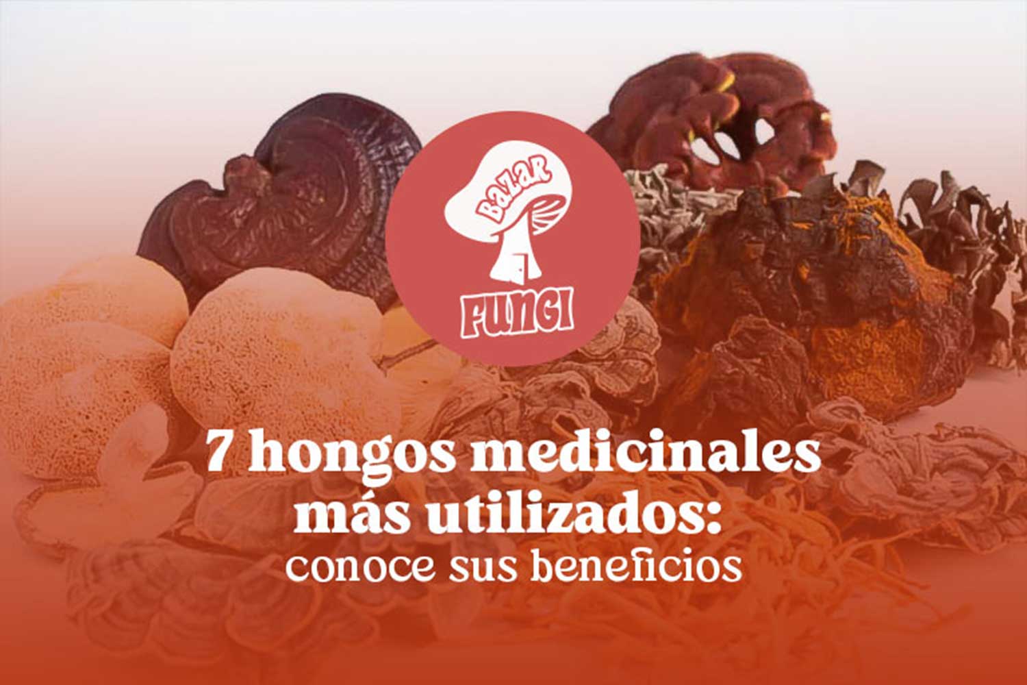 7 hongos medicinales más utilizados: conoce sus beneficios