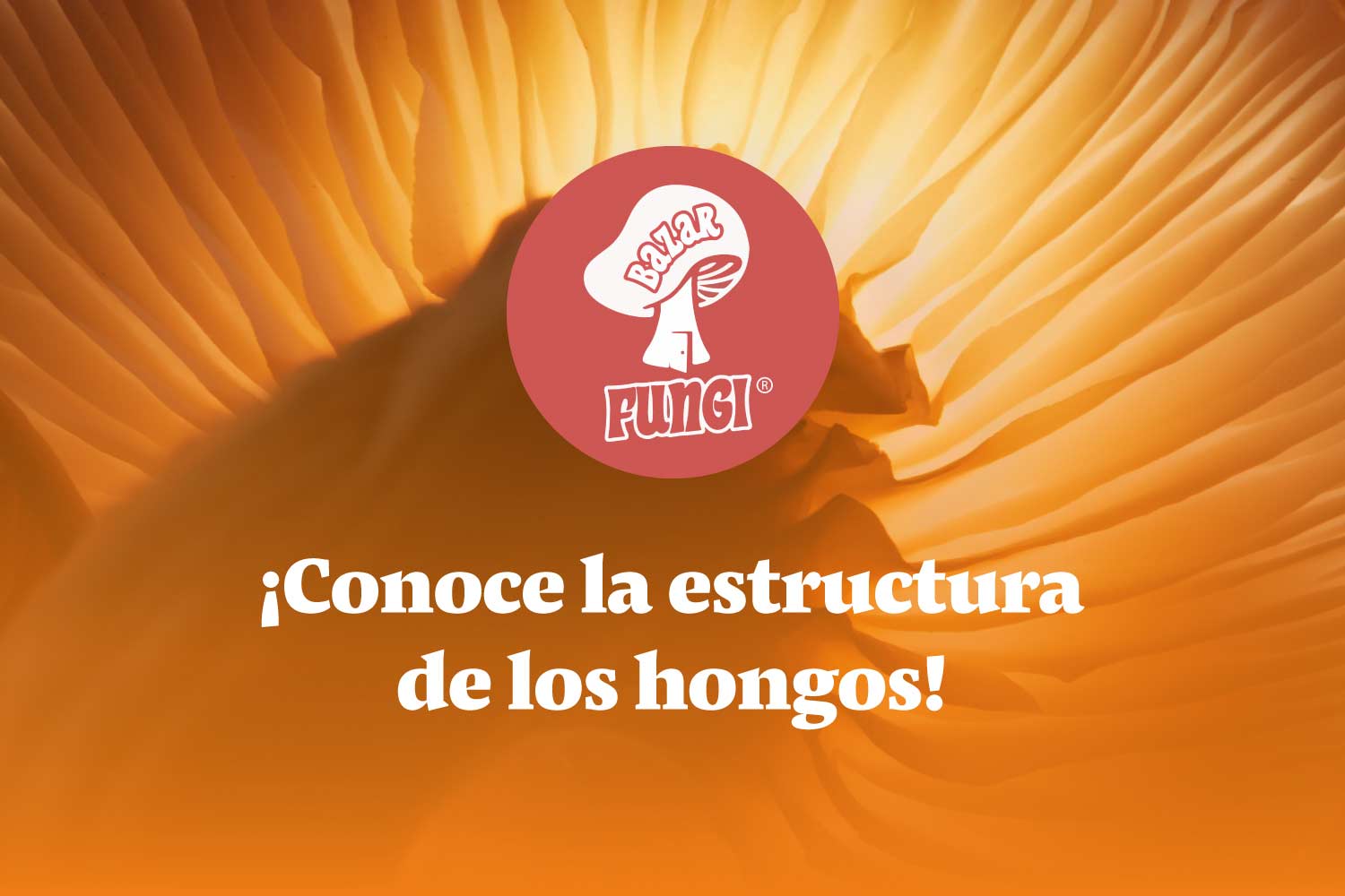 Descubre la estructura de los hongos: hifas, micelio y esporangios