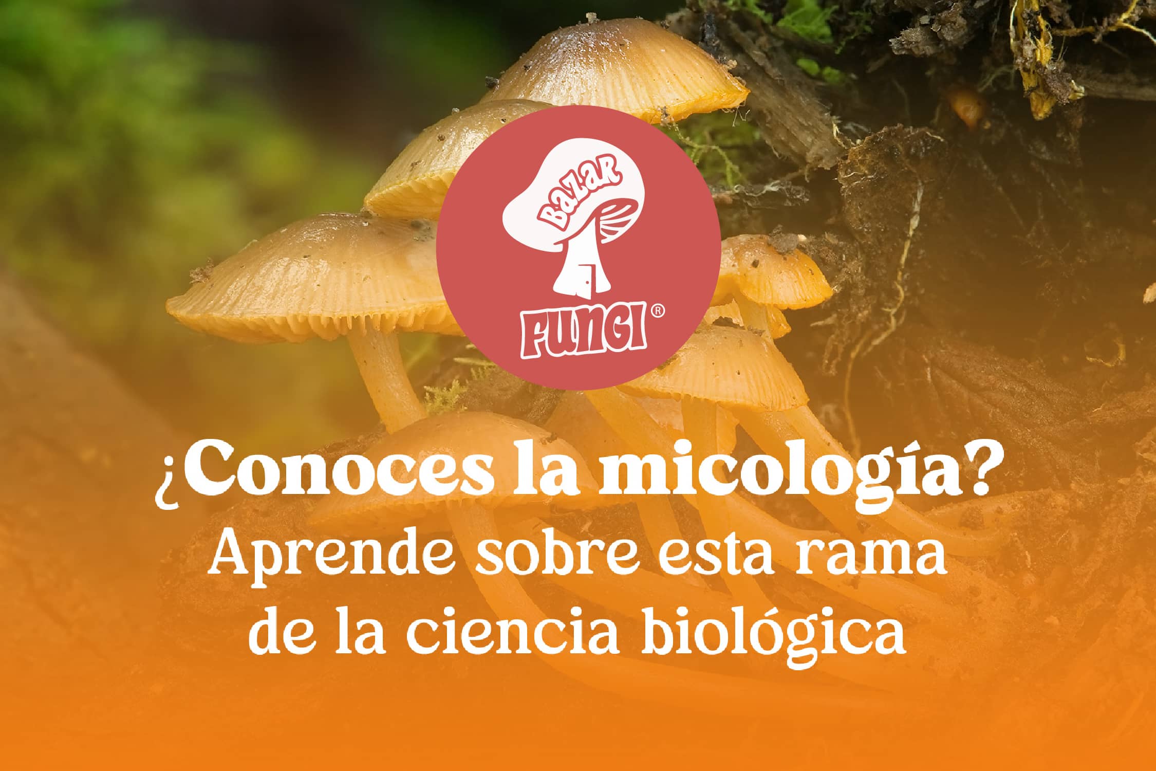 ¿Conoces la micología? Aprende sobre esta rama de la ciencia biológica