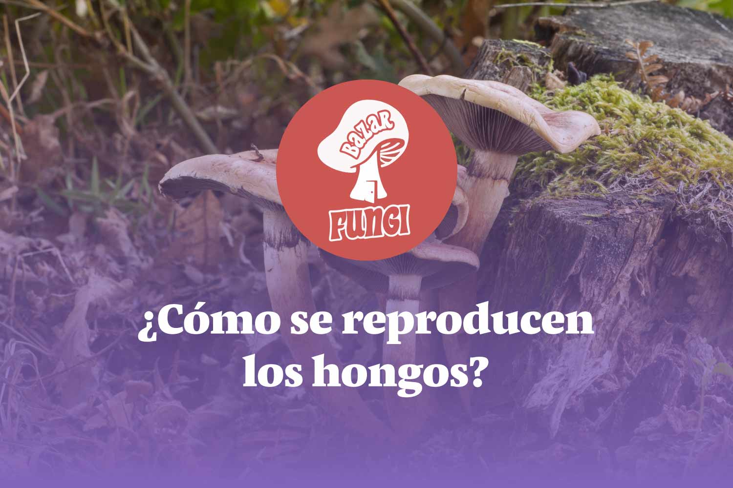 ¡Descubre cómo se reproducen los hongos! - Bazarfungi.cl