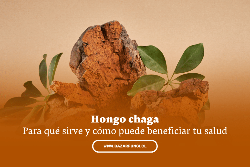 Chaga: Para qué sirve y cómo puede beneficiar tu salud