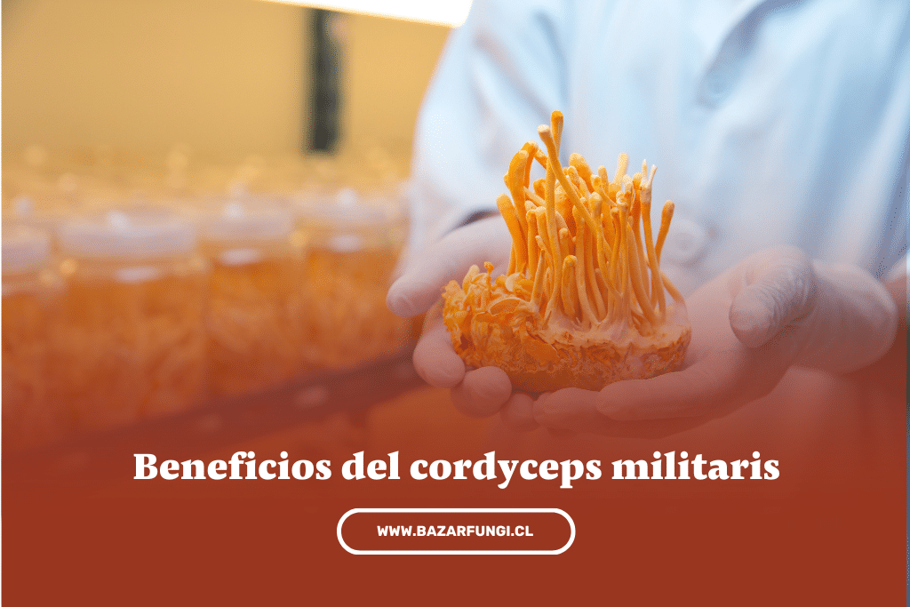 Conoce los beneficios del cordyceps militaris