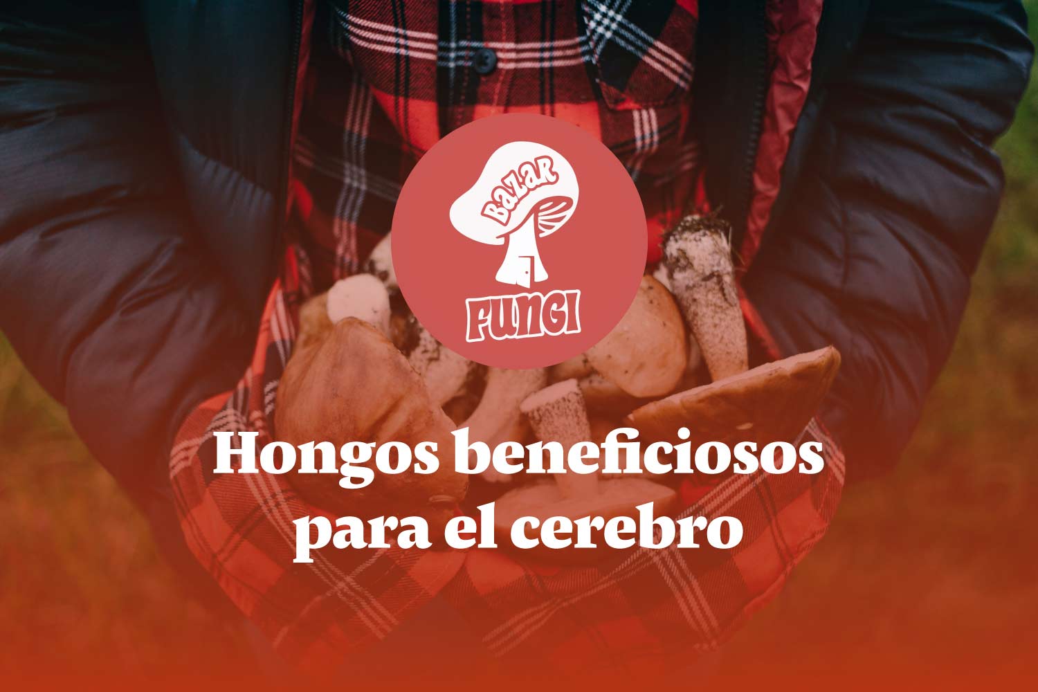 Hongos beneficiosos para proteger tu cerebro