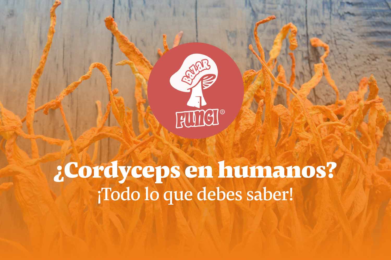 ¿Es posible el Cordyceps en humanos? ¡Aquí te explicamos!
