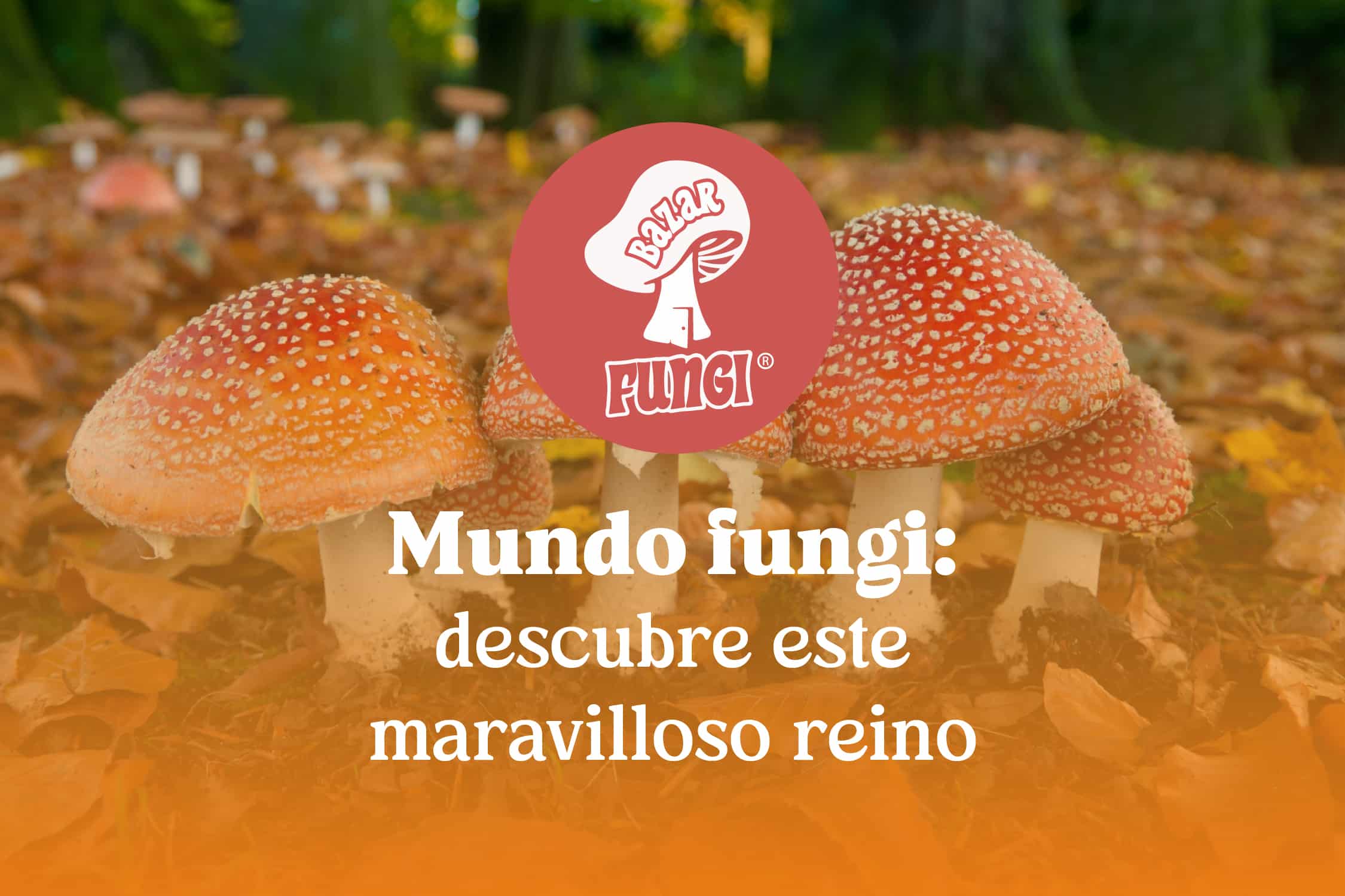 Mundo fungi: descubre este maravilloso reino