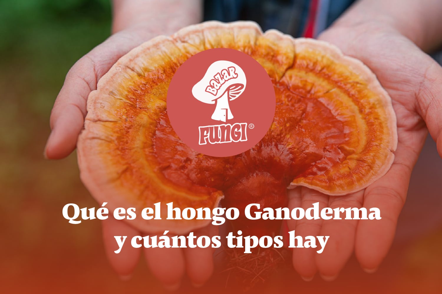 ¿Qué es Ganoderma? ¡Descubre su poder!