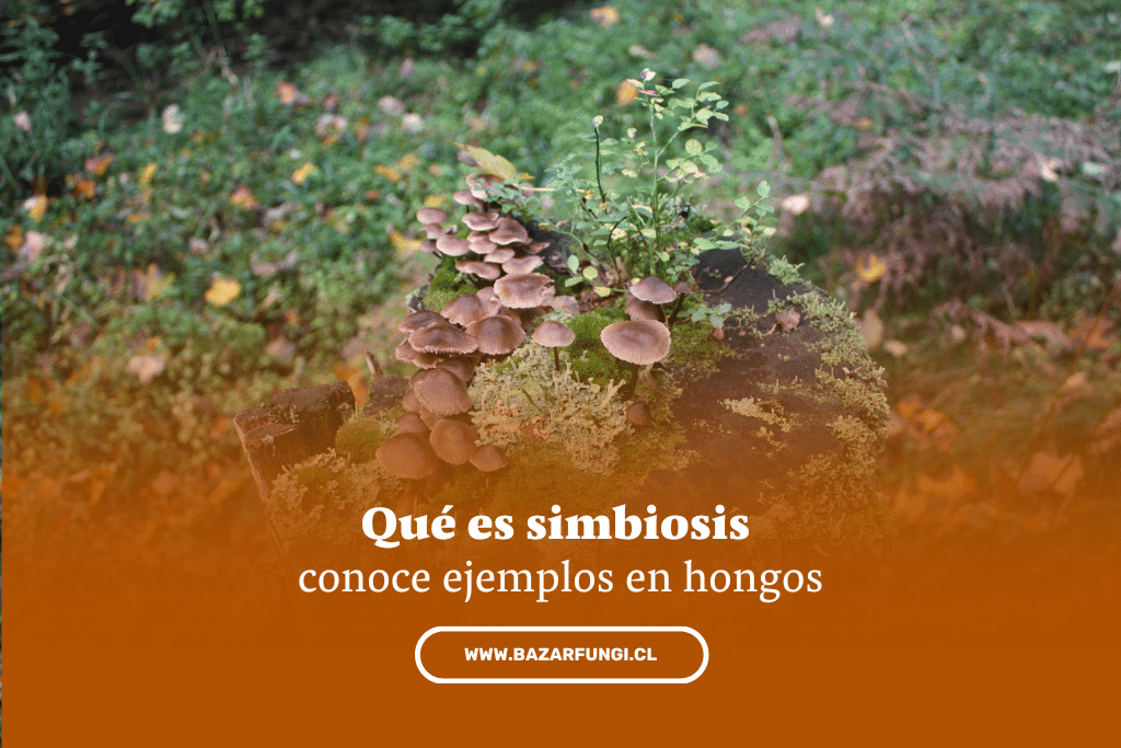Qué es simbiosis y ejemplos de simbiosis en hongos