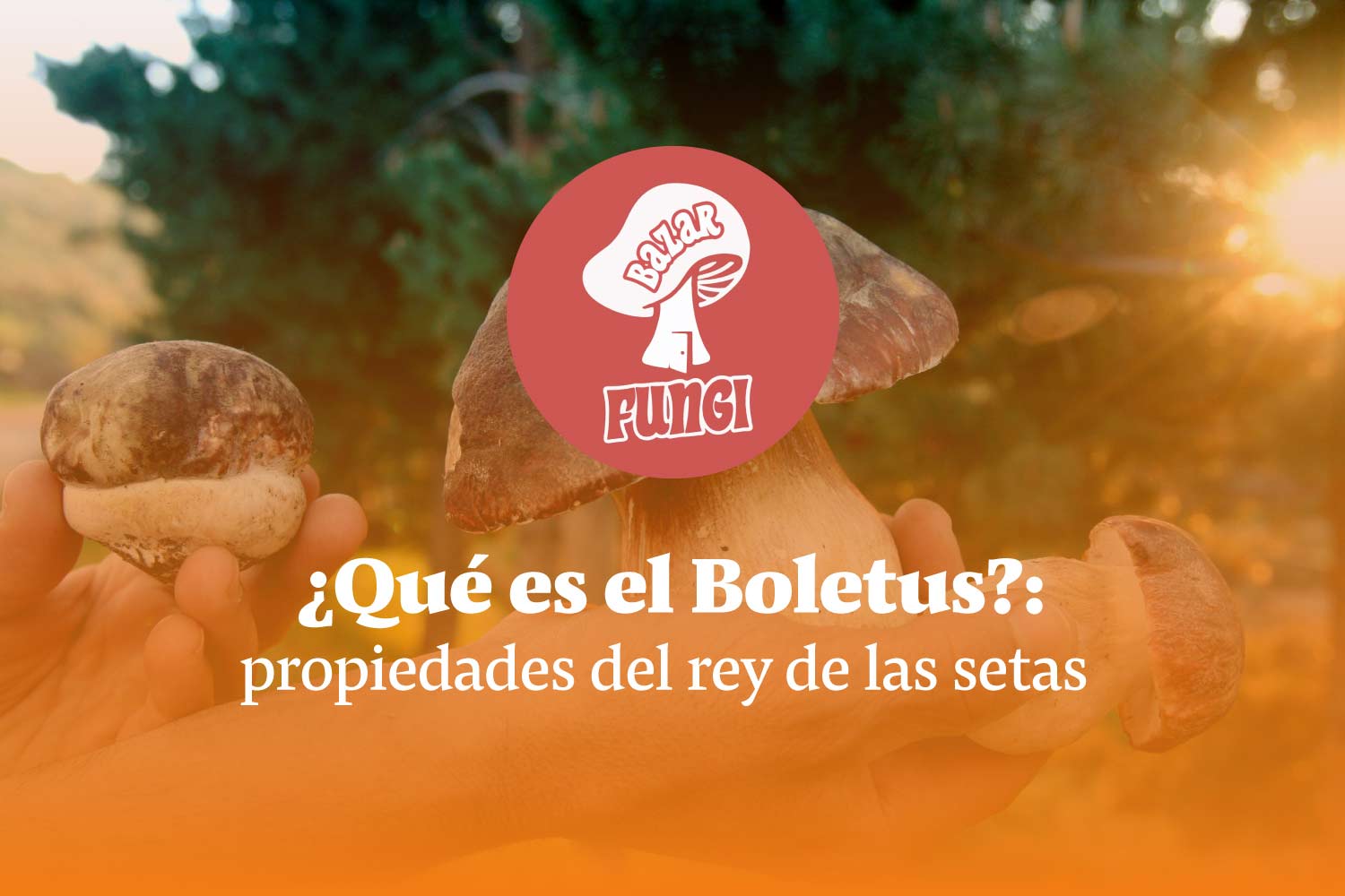 ¿Qué es el Boletus? ¡Conoce sus propiedades!