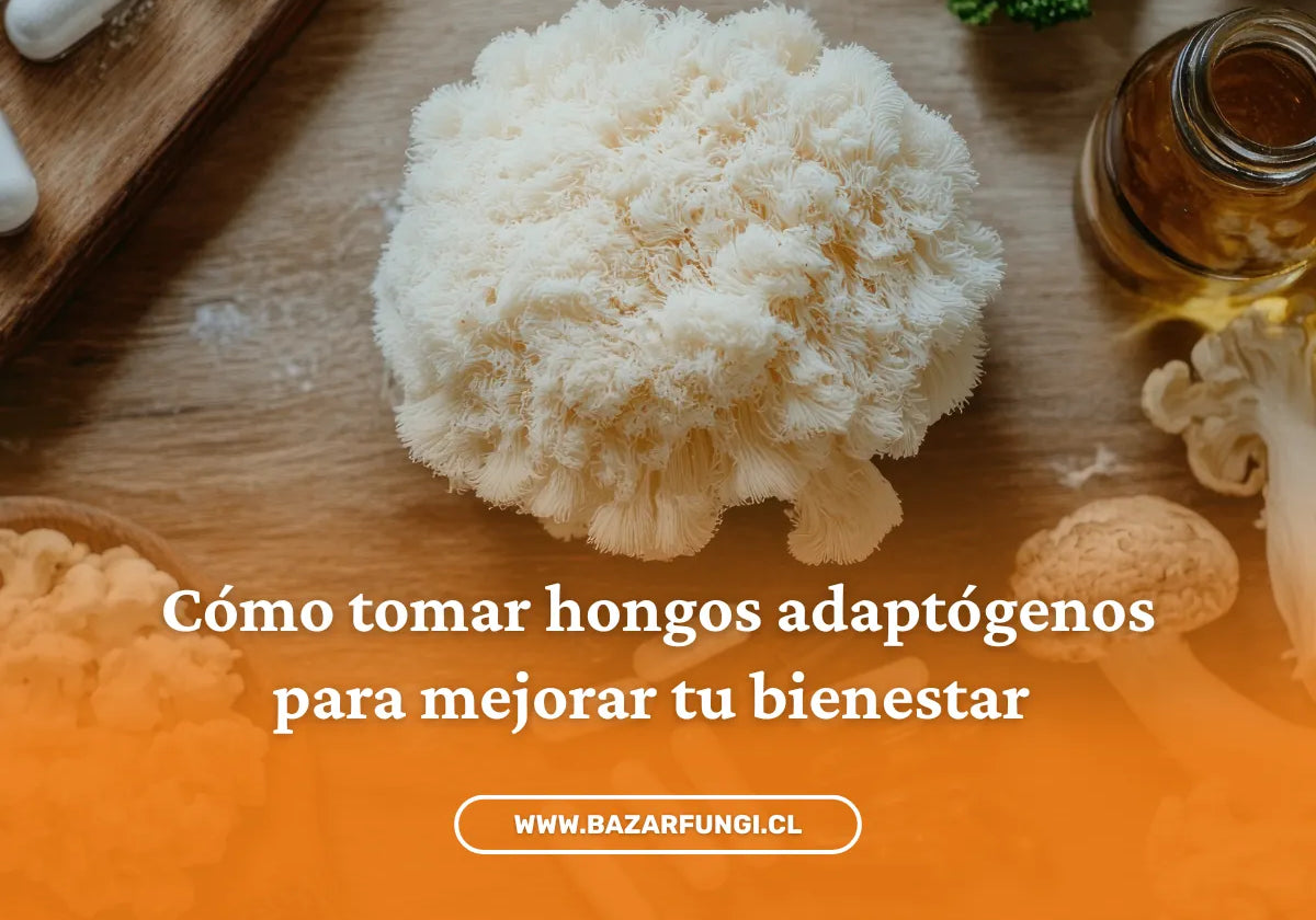 ¿Cómo tomar hongos adaptógenos?: cómo empezar a consumirlos