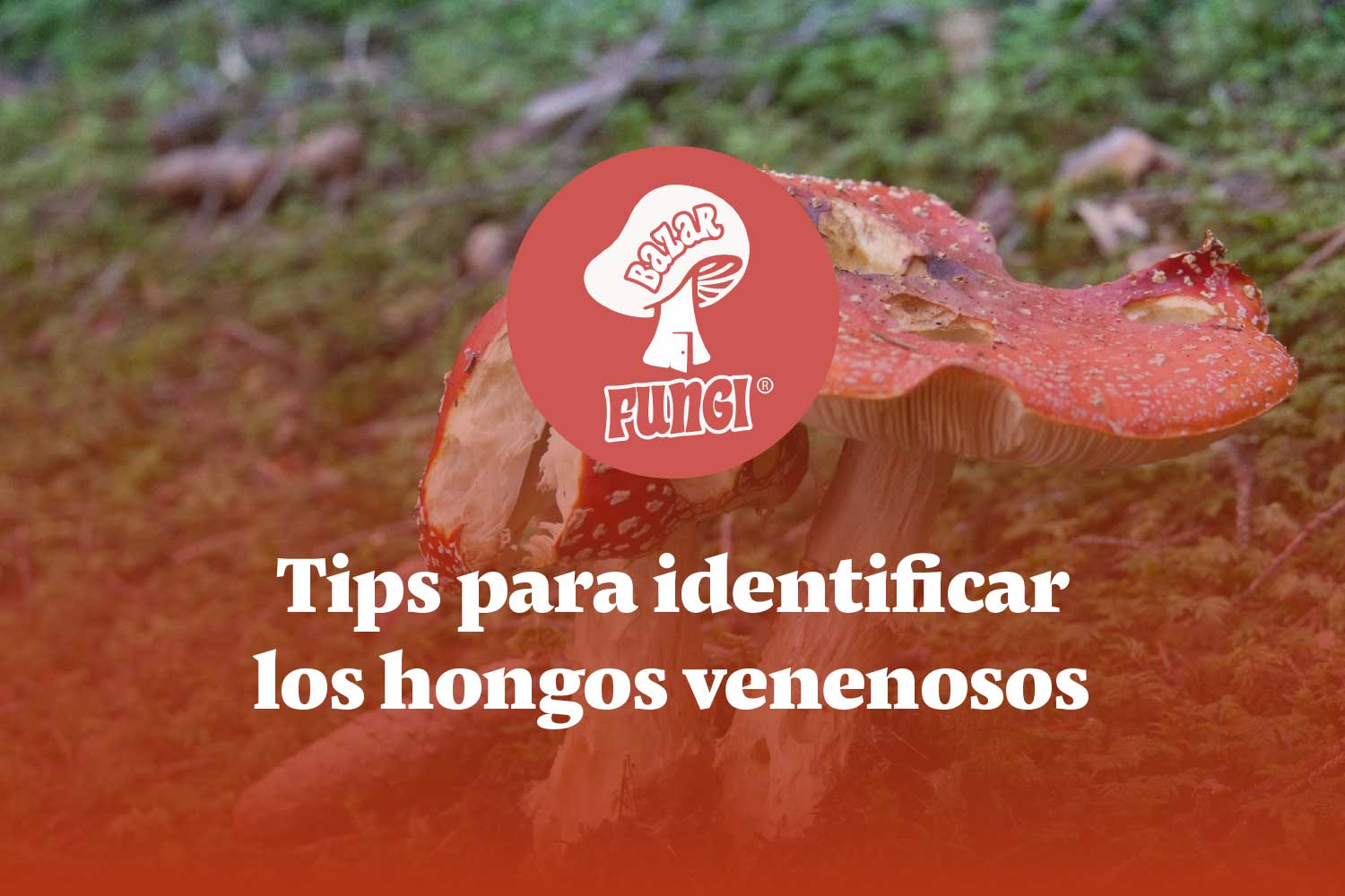 ¿Sabes cuáles son los hongos venenosos identificados a la fecha?