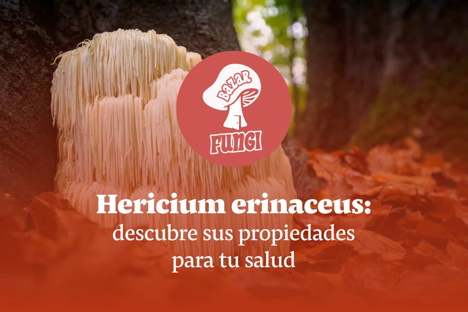 Hericium erinaceus: descubre las propiedades de la Melena de león para tu salud