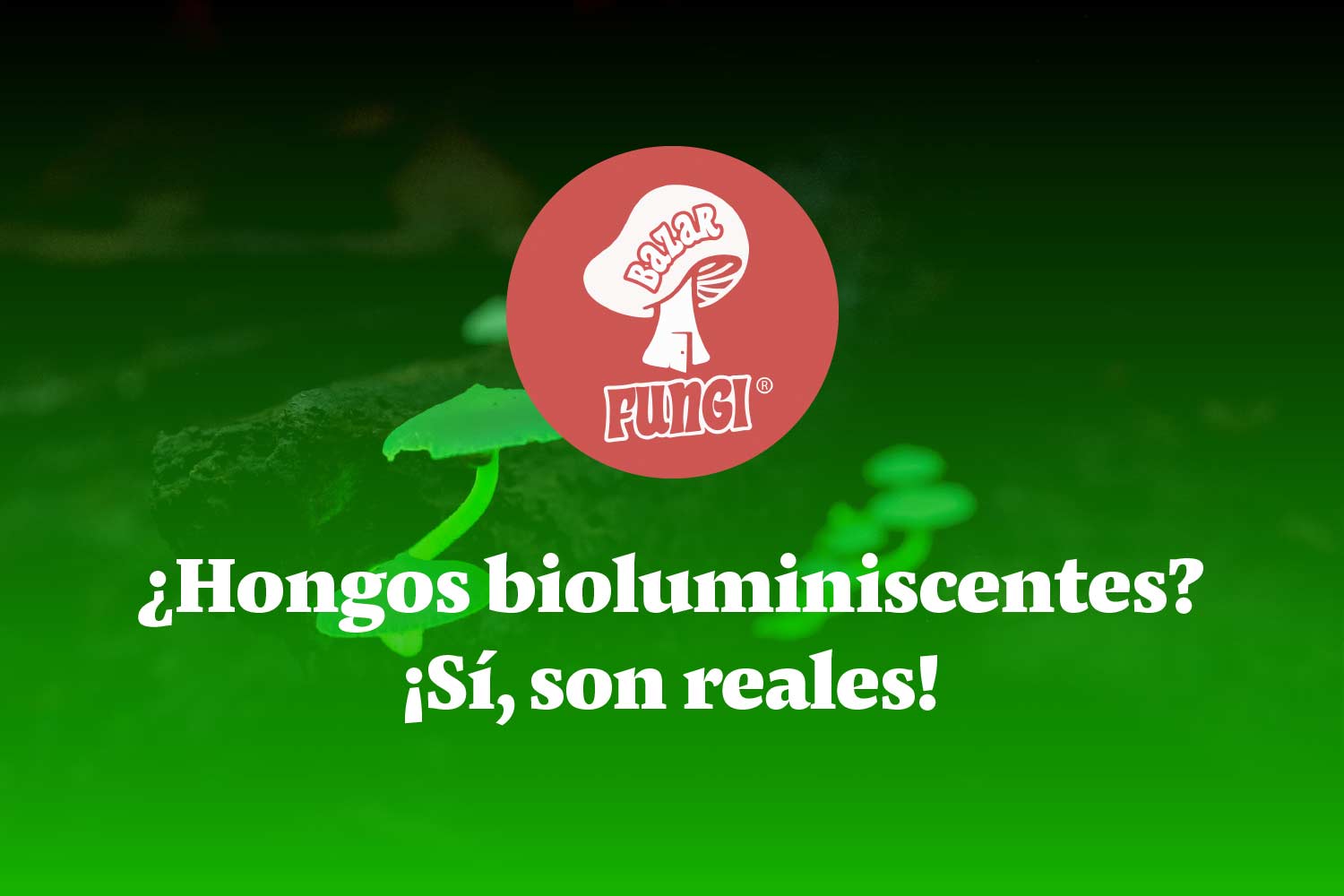 Los hongos bioluminiscentes y sus propiedades y beneficios únicos