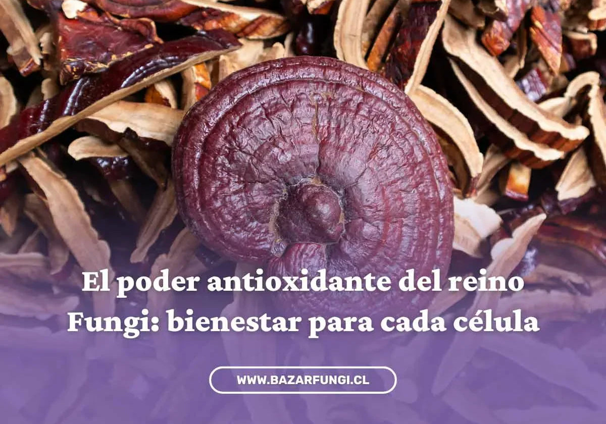 Hongos antioxidantes para cuidar tu salud celular