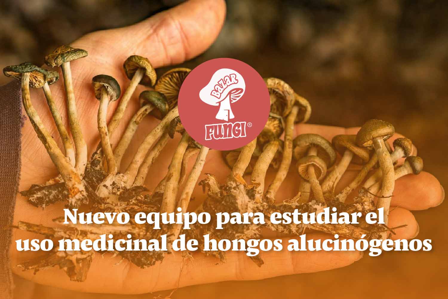 Uso medicinal de hongos alucinógenos en Chile