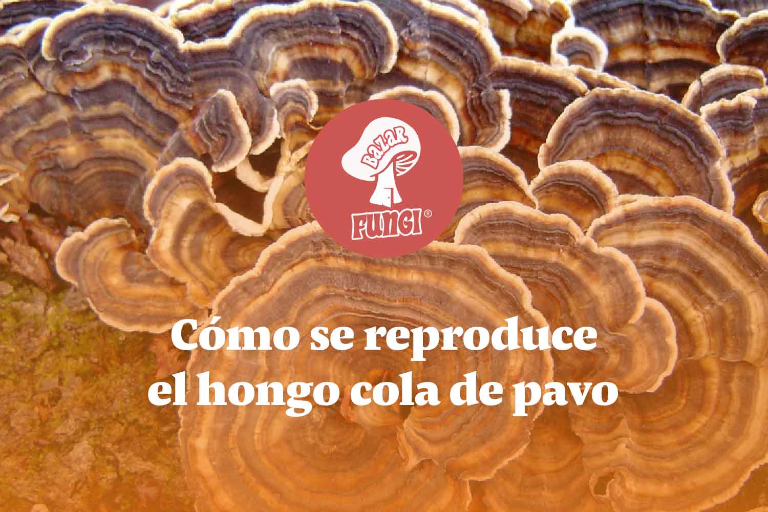 ¿Cómo se reproduce el hongo cola de pavo?