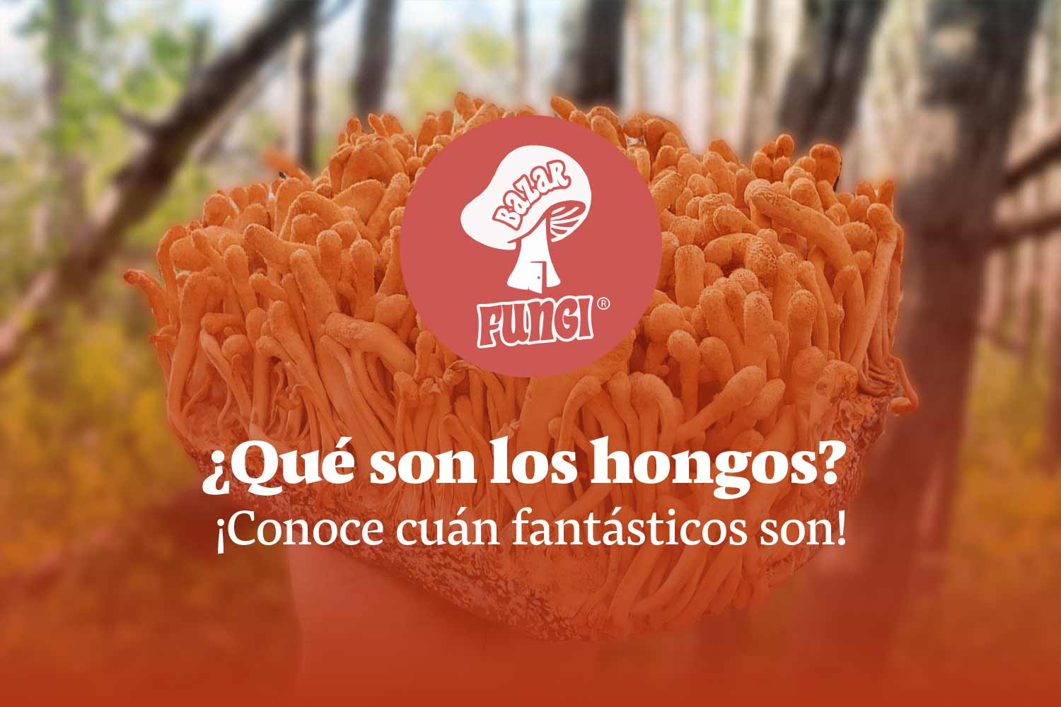 Qué son los hongos y para qué sirven: usos y beneficios del Reino Fungi