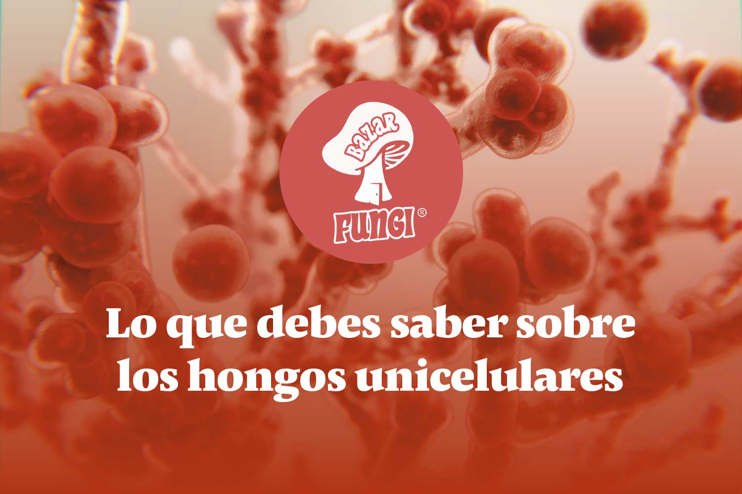 Te presentamos todo lo esencial en torno a los hongos unicelulares
