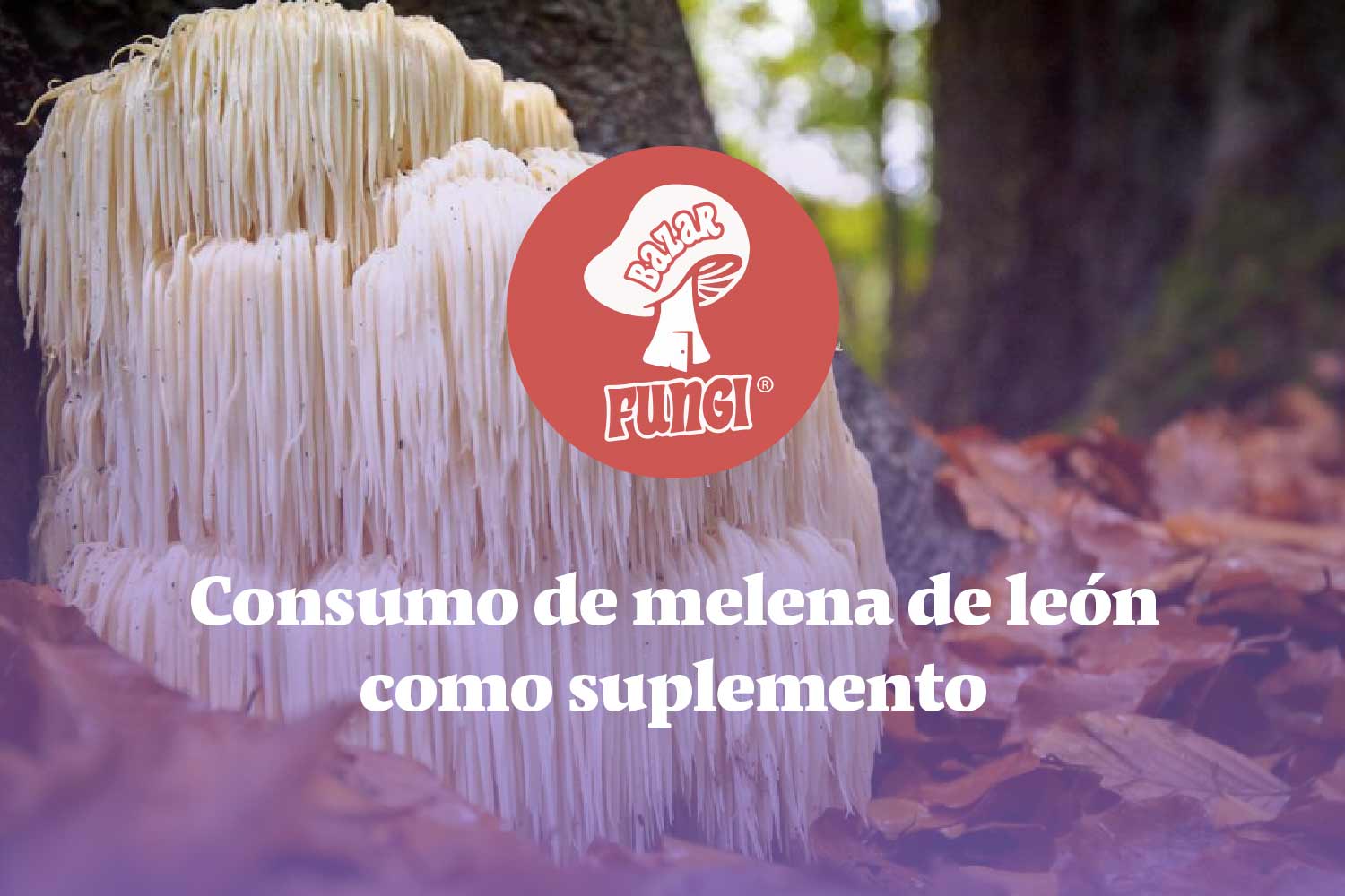 ¿Es efectivo consumir melena de león como suplemento?
