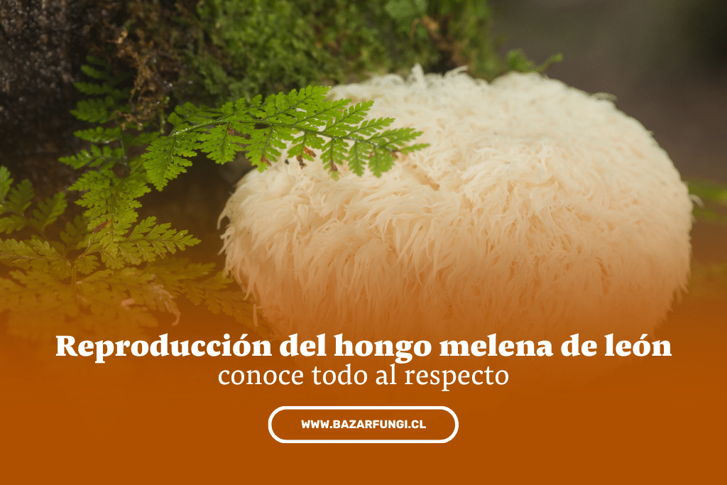 Reproducción del hongo melena de león