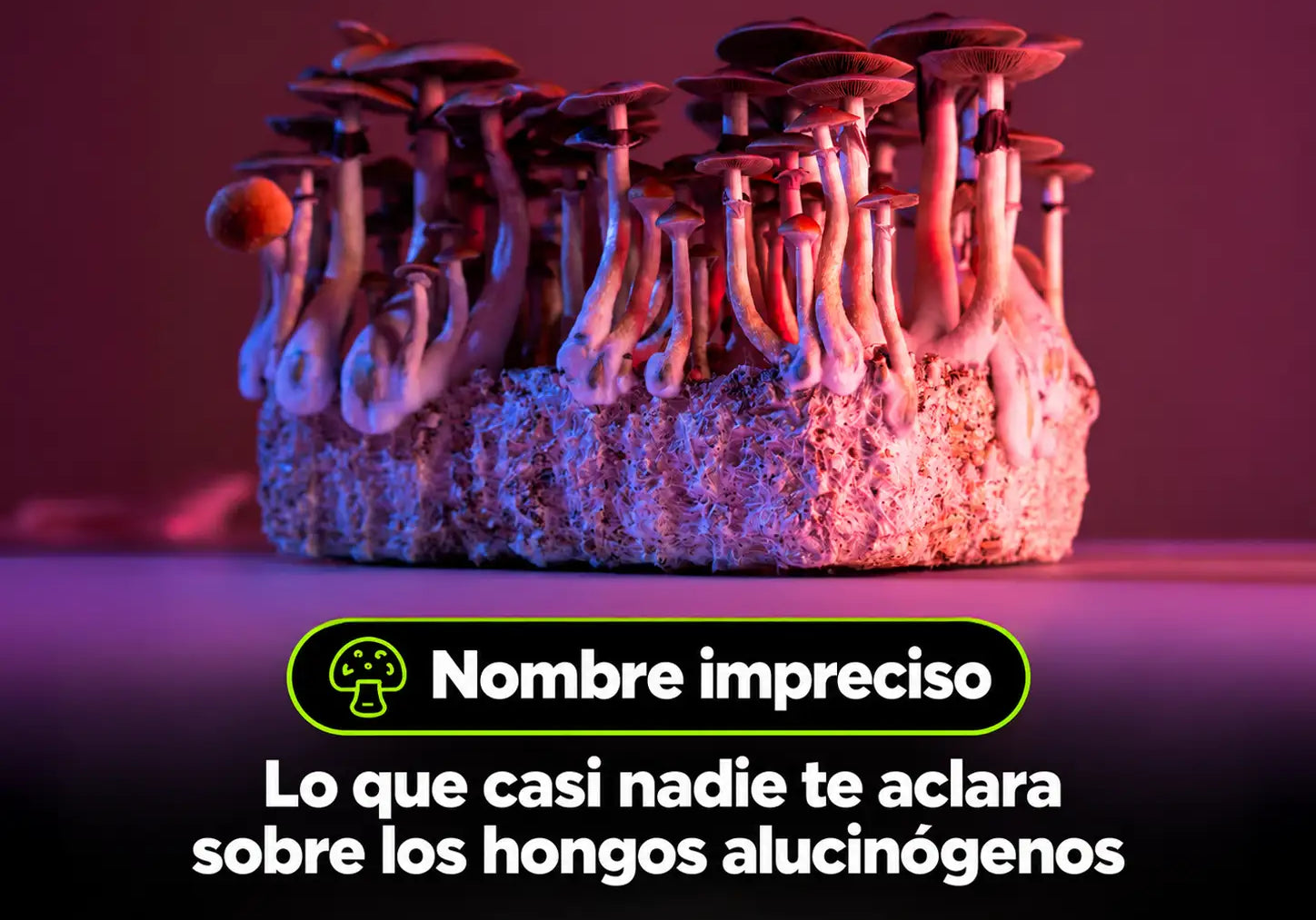 Conoce los hongos alucinógenos en Chile: cuáles son (y por qué el nombre no es preciso)