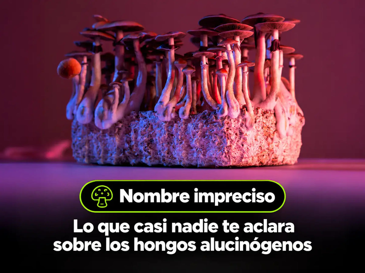 Hongos alucinógenos