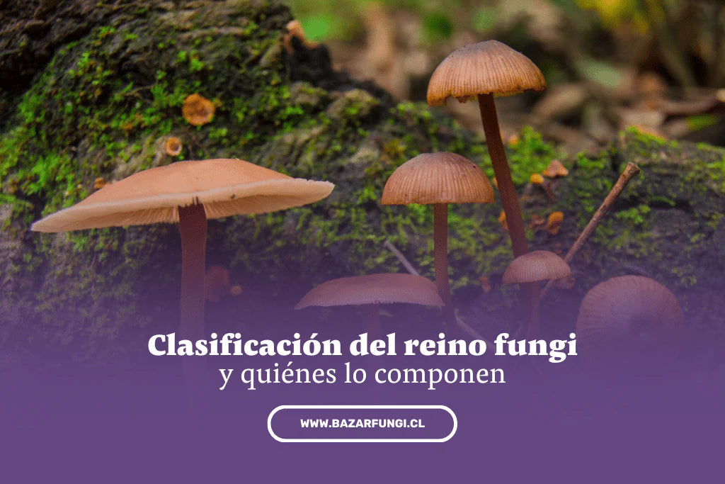Clasificación del reino fungi y quiénes lo componen