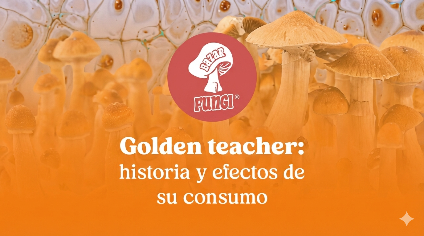 Golden teacher: historia y efectos de su consumo