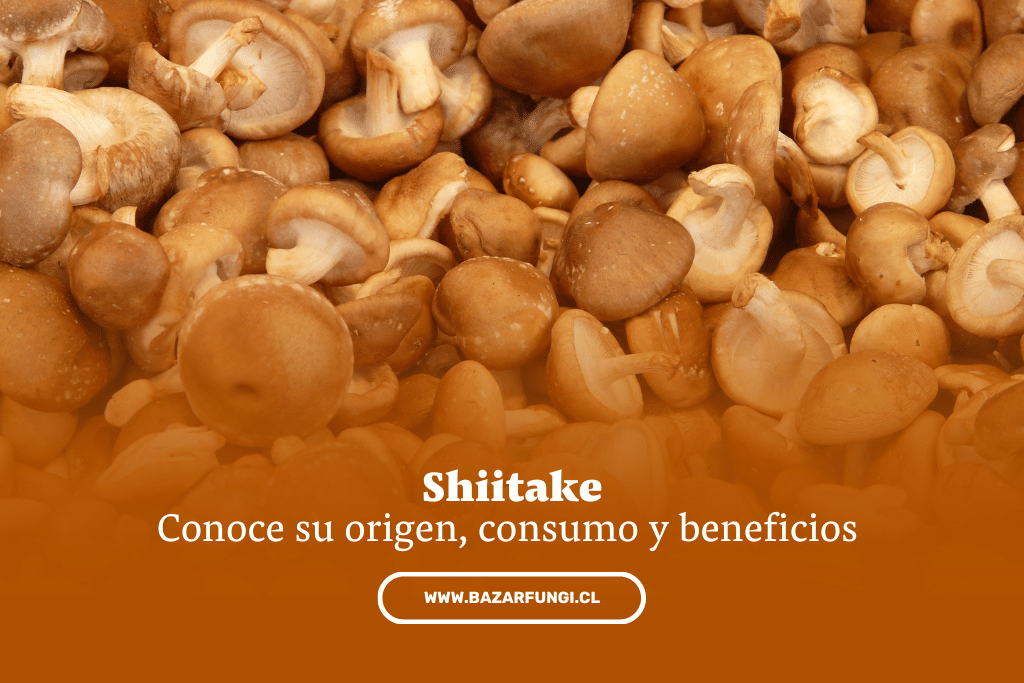Conoce el origen, consumo y beneficios del shiitake