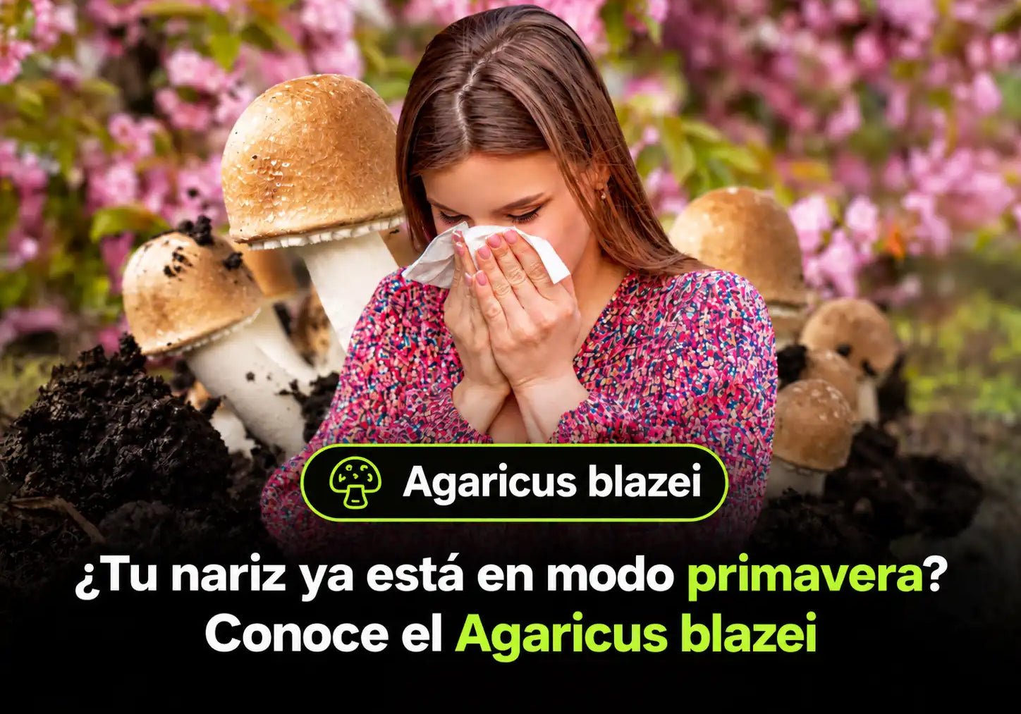 ¿Primavera o temporada de estornudos? Hablemos del hongo Agaricus blazei