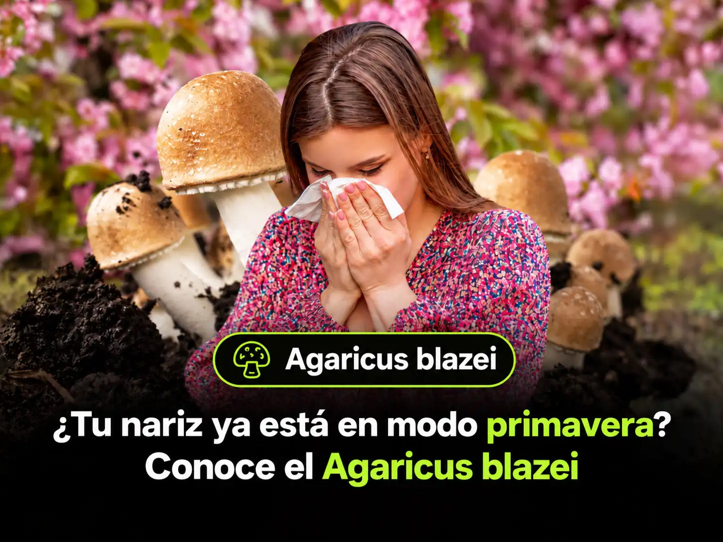 ¿Primavera o temporada de estornudos? Hablemos del hongo Agaricus blazei
